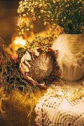 south african girafee wedding_annegracephotography (89)