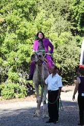 Batman jester camel wedding (20)