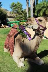 Batman jester camel wedding (51)