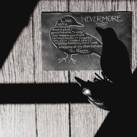 View More: http://clairepacelliphoto.pass.us/raven