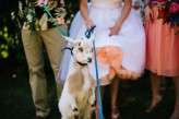 Hawaii tiki goat wedding (34)