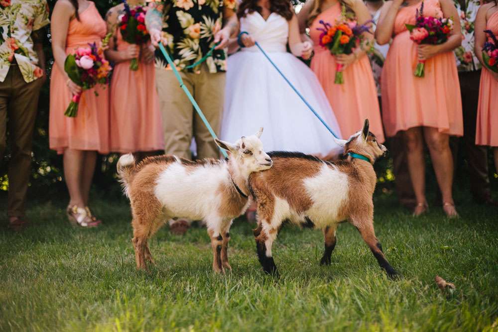 Hawaii tiki goat wedding (40)