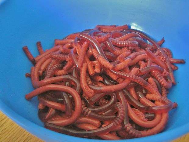 jelly worms