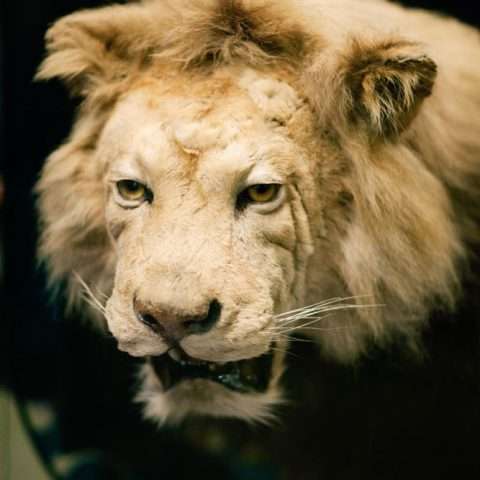 Eccentric Museam wedding (39)