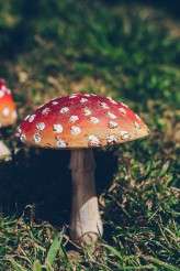 quirky alice in wonderland wedding (21)