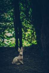 quirky alice in wonderland wedding (23)