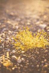 Tattooed, Vintage Vegas Elopement (73)