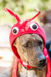 NovaScotia camping wedding (28)