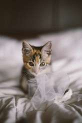 Mountain Lodge Wedding (3)