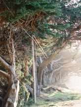 big sur elopement GABY J (1)