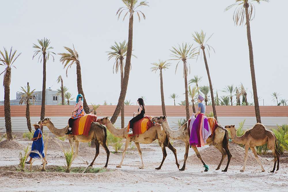 marrakech-camels-dar-jaquar