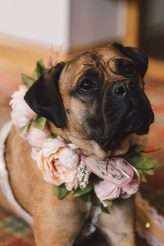 _italian-english-wedding-with-a-puppy-ring-bearer_emily-and-steve-photography-23
