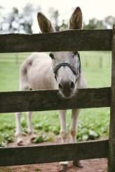 Eclectic Pagan Wedding with The Grateful Dead! (73)