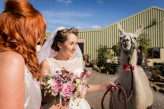 Mismatched Farm Wedding with Llamas, Sheep and Ducks! (7)