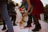 DIY Wedding in Chile with their Dog as the Videographer! (70)