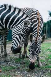 Sixties Psychedelia Meets Lana Del Ray Meets American Gothic (3)