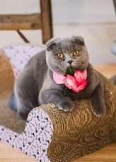 Crazy Cat Themed Wedding on the Isle of Man (5)