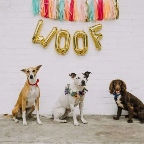 A Dog Themed Wedding Shoot (37)