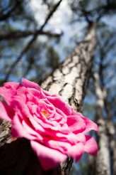 Down the Rabbit Hole Alice in Wonderland Woodland Wedding (25)