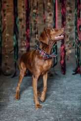 A 1950s Rock n Roll Christmassy Wedding (19)