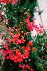 Elegant & Botanical Twin Peaks Wedding (60)