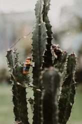 Industrial and Botanical Green House Wedding (3)