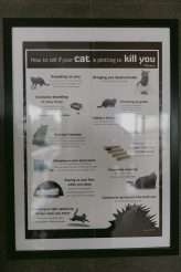 Cat Themed Wedding in Romania (2)