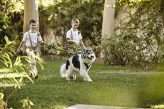 Dog Ring Bearer Adventure Succulent Wedding 32