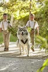 Dog Ring Bearer Adventure Succulent Wedding 33