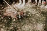 Hungarian Pine Forest Wedding Dog Ring Bearers 27