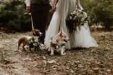 Hungarian Pine Forest Wedding Dog Ring Bearers 45