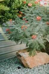 Poolside Palm Springs Wedding (25)