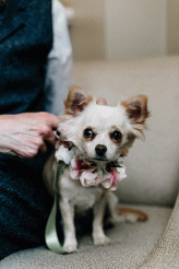 Philosophy Renaissance Kawaii London Wedding Dogsmaids 10