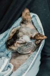 Laid Back Vegan Picnic Wedding on a Tuesday Afternoon (1)