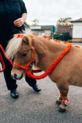 Poirot-Themed Wedding at a Vintage Motorsport Museum with Tony Tony the Miniature Pony! (28)