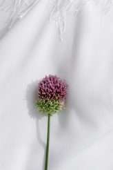 A Story of Flowers The 2019 Collection from Javier Quintela Atelier (73)