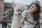 Enchanted Circus Wedding Alpacas 11