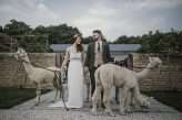 Enchanted Circus Wedding Alpacas 12