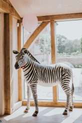 Enchanted Circus Wedding Alpacas 37