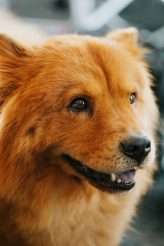 Moody Art Deco Glam Wedding with Dogs 15