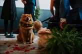 Moody Art Deco Glam Wedding with Dogs 57