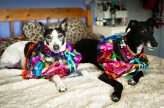 Mexican Love Fiesta Irish Bright Colourful Dogs Wedding 5
