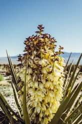 You’re So Cool Rock n Roll Meets the Desert, Western & Sparkles (27)