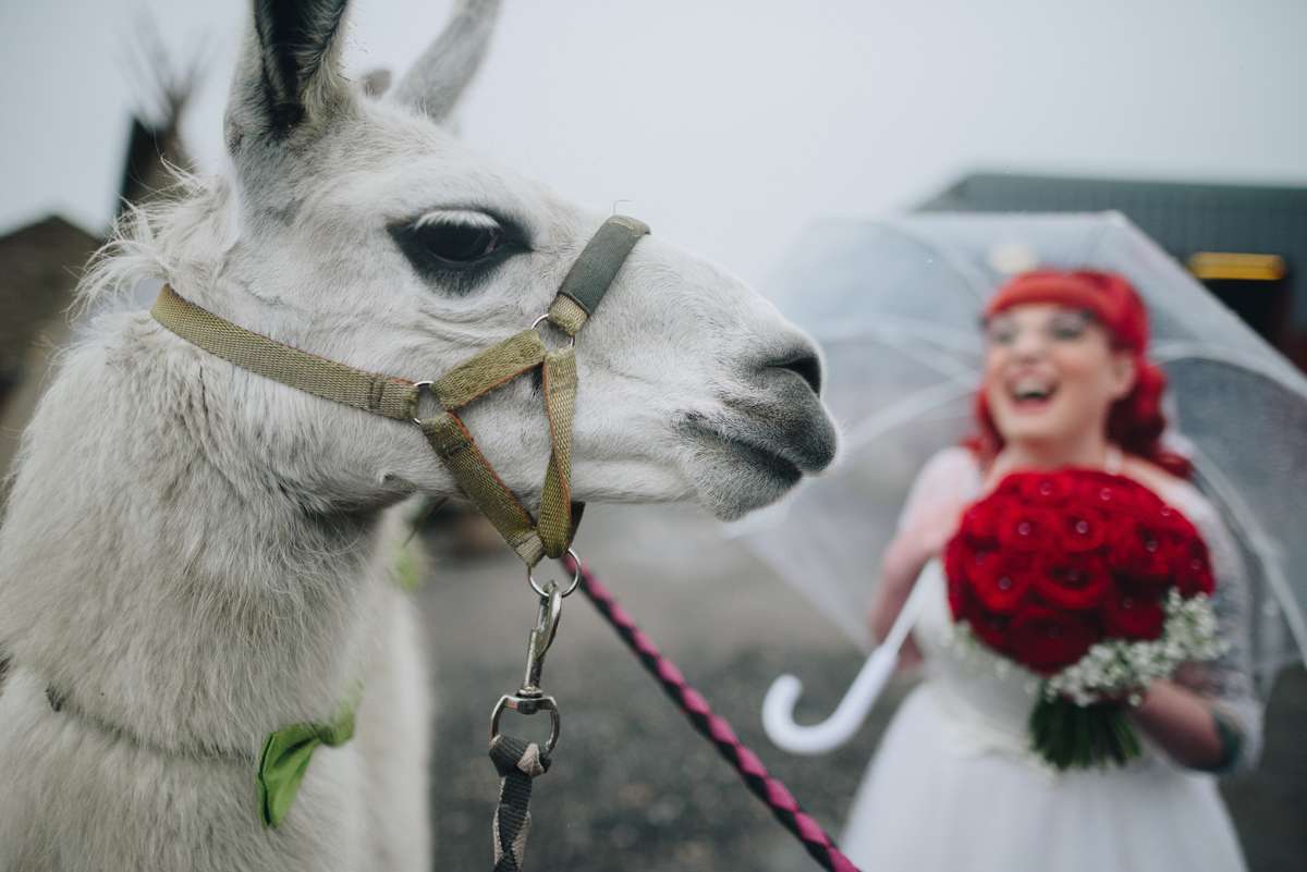 Rockabilly, Feminist & Jewish Rainy Day Wedding with Llamas! · Rock n Roll  Bride